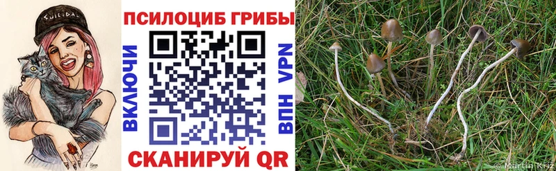 Купить закладки  Россошь  Псилоцибиновые грибы Psilocybine cubensis 